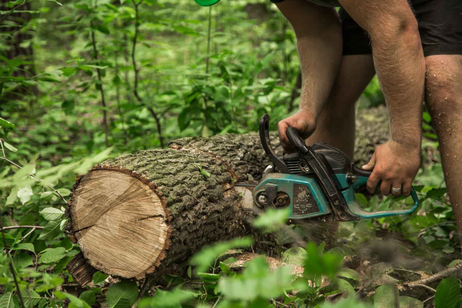 Best Tree Branch Trimming  in Malabar, FL